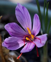 Saffron Crocus Saffron Flower Saffron Crocus Purple Flowers