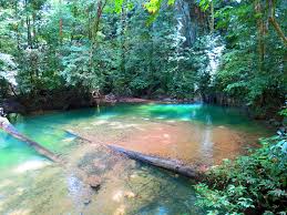 It is a unesco world heritage site that encompasses ca. Spot Bats With A Tour In Mulu Caves Wapiti Travel