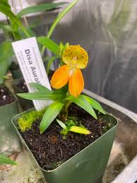 Image result for Disa woodii