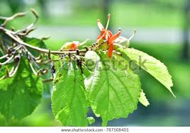 Image result for Helicteres