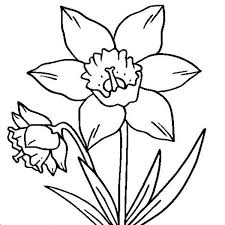 Printable butterfly and daffodil flower coloring page. Daffodil Coloring Pages Free Coloring Pages Rose Coloring Pages Cute Coloring Pages Free Coloring Pages