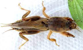 Nymphs begin at about 1/4 inch long. Mole Cricket A Mole Or A Cricket Lawn Care Extraordinaire