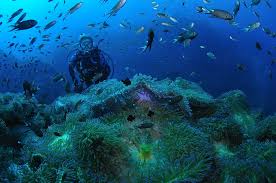 Koh Tao, Thailand's Diving Capital Photo Credit: https://www.divepacific.co.nz