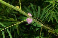 Image result for Mimosa diplotricha