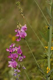 Image result for Lathyrus hirsutus