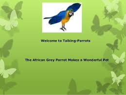 The african grey is closely related to the timneh parrot (psittacus timneh). Buy Congo African Grey Parrot