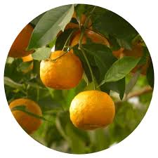 Image result for Citrus × aurantium