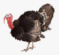 In this series, you will: Turkey Transparent Background Hd Png Download Transparent Png Image Pngitem