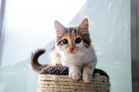 ‪Meet the cats | Battersea Dogs & Cats Home‬‏