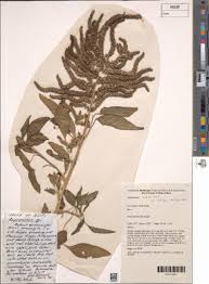 Image result for Amaranthus dubius