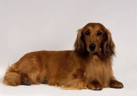 Shaded red long haired dachshund. Red Long Haired Standard Dachshund Lying Down Dachshund Breed Clever Dog Dog Life