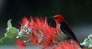 اجمل خلفيات لابتوب hp hd laptop wallpapers 1080p tecnologis nature pictures beautiful birds laptop wallpaper