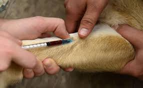 Average cost of in home pet euthanasia. Dog Euthanasia When Is The Time To Euthanize Your Dog Petmoo