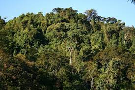 floresta estacional decidual klima naturali