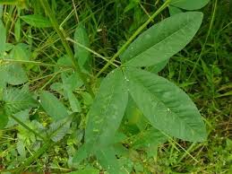 Image result for Crotalaria trichotoma
