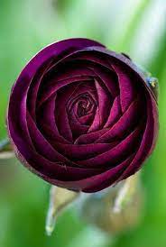 36204 Beautiful Flowers Flowers Amazing Flowers