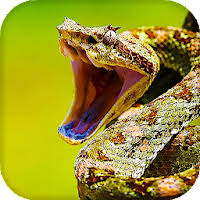 It is a display colored app by us droid, an excellent neon clock live lock … Download Snake Live Wallpaper Free For Android Snake Live Wallpaper Apk Download Steprimo Com