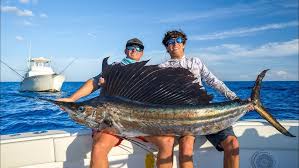 Image result for sailfish
