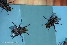 Check spelling or type a new query. Get Rid Of Attic Flies Or Cluster Flies 5 Best Ways