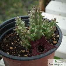 Image result for Huernia kirkii