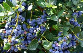 🥤 minuman kesihatan berperisa buah beri 🥤. Berbagai Jenis Buah Beri Cara Membeli Dan Memilih Berbagai Jenis Beri Sifat Bermanfaat Utama Dari Buah Beri Liar Adalah