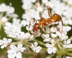 Image result for Landolphia incerta