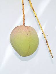 Prunus domestica is the european plum. Mango Common Varieties Tfnet International Tropical Fruits Network