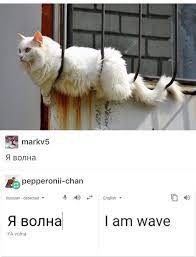 Pin By Mirkku On Funny Russian Cat Cute Funny Animals Funny Animals