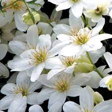 Pruning group 3 clematis should be done in late winter or early spring. Clematis Cartmanii Joe Clearview Horticultural Products