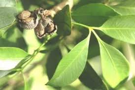 Image result for Toddaliopsis