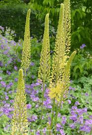 Die 10 Pflegeleichtesten Pflanzen Fur Ihren Garten Pflegeleichte Pflanzen Pflegeleichter Garten Garten Pflanzen