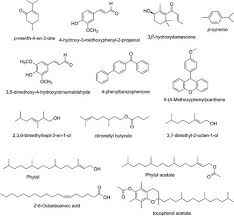 Image result for Bridelia ferruginea