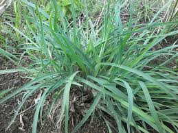 Image result for Heteropogon