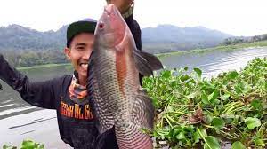 Seperti yang diketahui pada alam liar ikan nila sangat menyukai pakan dari tumbuhan hijau. Cara Mencari Sarang Ikan Nila Habitat Waktu Terbaik Mancing Nila