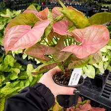 Image result for Syngonium