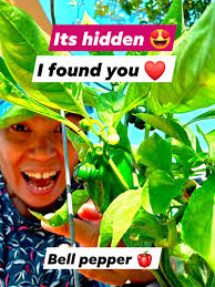 I'm so proud of my little garden!🫑🫑🫑🫑🫑