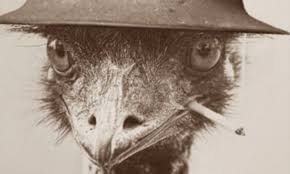 The Great Emu War Or That Time A Mob Of Flightless Birds Brought The Australian Army To Its Knees Emu War Emu Dumb Photos