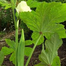 At the sandy center we are focused on getting you the classes you need at flexible times and. Okra In The Garden Usu