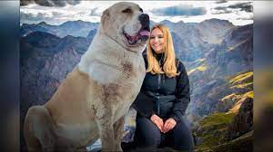 They are commonly found in the regions of asia minor, northwest china, ural and the caspian sea. The Alabai Wolf Crusher Central Asian Shepherd Dog Youtube