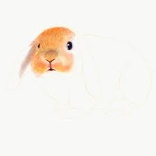 Bunny and berries colored pencil art, spring bunny drawing, bunny tasting raspberry framed art, baby nursery décor, spring farmhouse décor lupetaliaartexpress. Color Pencil Rabbit On Behance