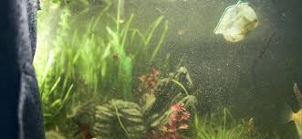 Maybe you would like to learn more about one of these? Tips For Dealing With Cloudy Aquarium Water