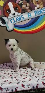 4 paws pet grooming llc offers a calm and gentle grooming environment for your beloved small dog (up to 25 pounds), or cat, where they are treated like family. Claws And Paws Pet Parlours In Gansbaai Xplorio Gansbaai