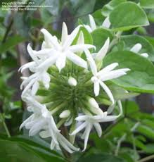 Image result for Jasminum multiflorum