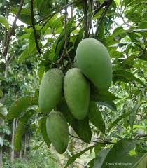 Image result for Mangifera