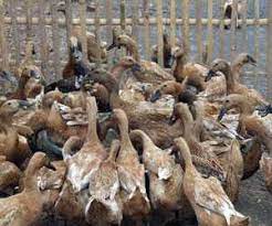 Ayam ini telurnya sudah di ganti dengan telur bebek. Demokrasi Ayam Itik Halaman 1 Kompasiana Com