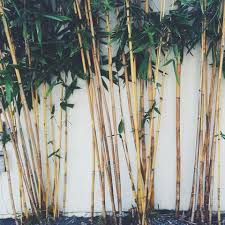 Bambus Pflanzen Und Pflegen Darauf Kommt Es An Bambus Pflanzen Pflanzen Schirmbambus