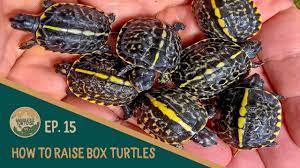 Ep15 How To Raise Baby Box Turtles Youtube