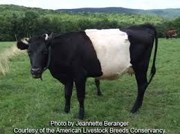 Black And White Cow Breed Name American Livestock Breeds Conservancy Dutch Belted Cattle Dairy Cow Breeds Heritage Breeds Livestock Heritage Breeds