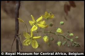 Image result for Cassia sieberiana