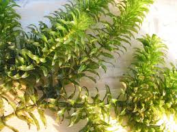 Image result for Hydrilla